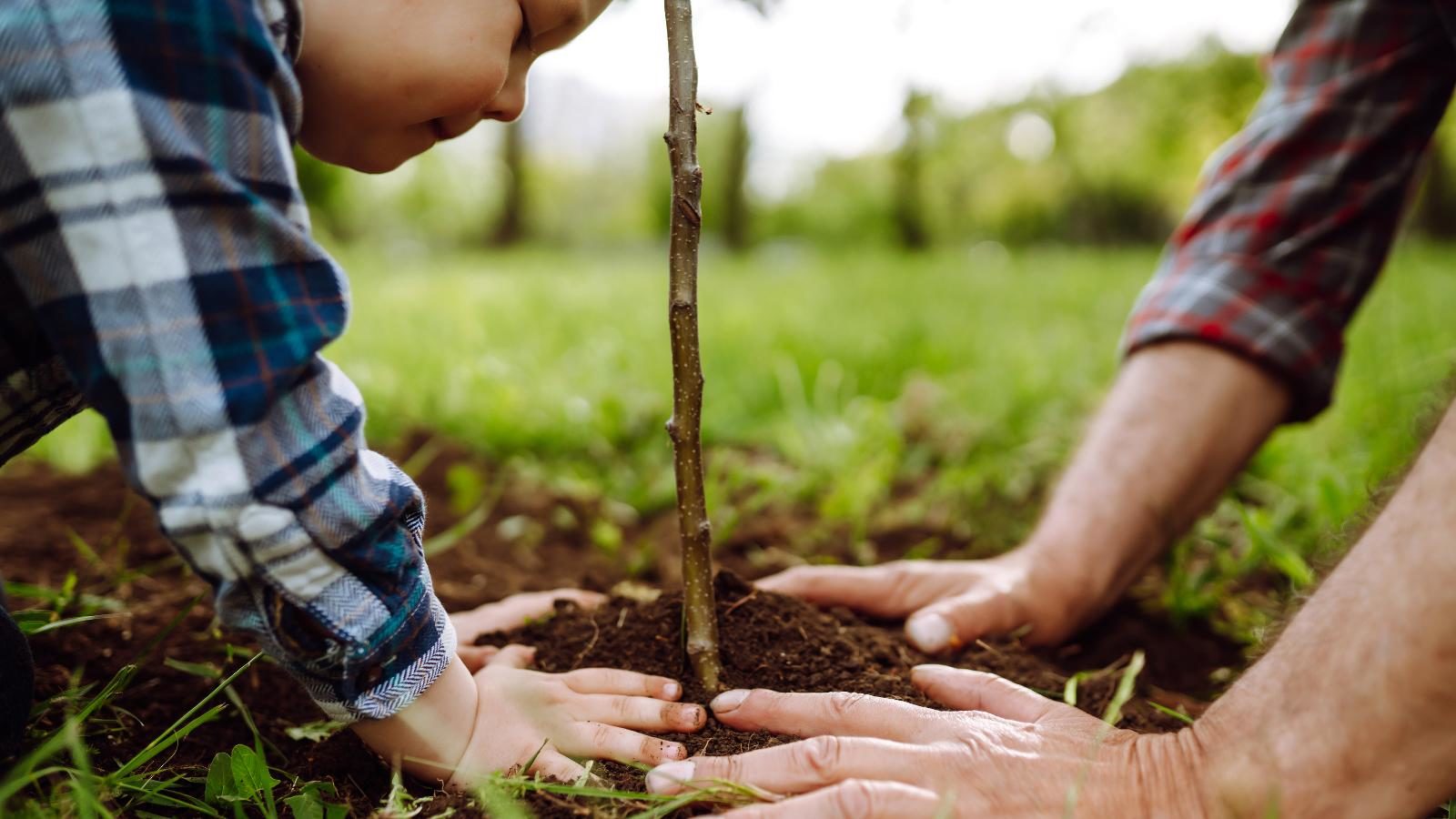 Child planting a tree with his father.